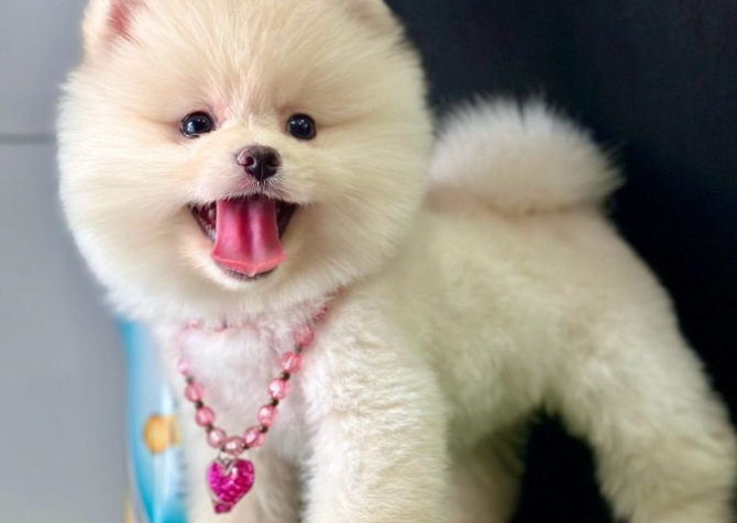 Safkan Pomeranian Boo Bebekler